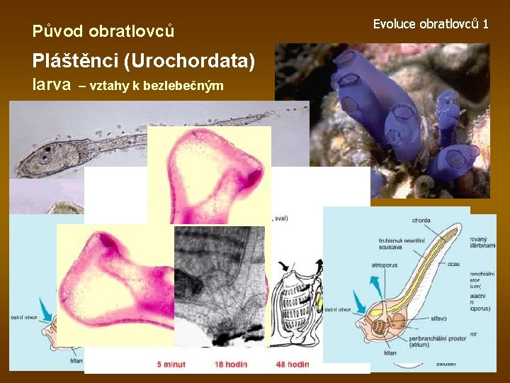 Původ obratlovců Pláštěnci (Urochordata) larva – vztahy k bezlebečným Evoluce obratlovců 1 