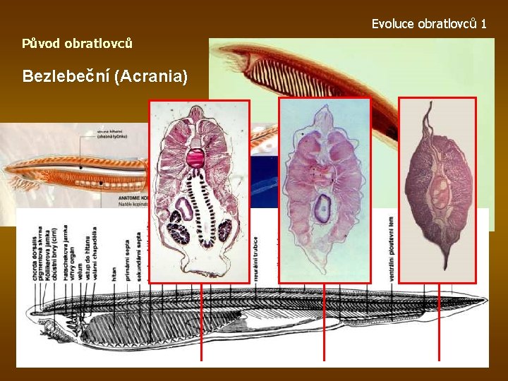 Evoluce obratlovců 1 Původ obratlovců Bezlebeční (Acrania) 