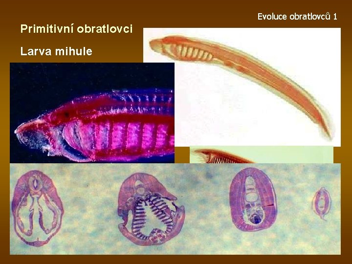 Evoluce obratlovců 1 Primitivní obratlovci Larva mihule 