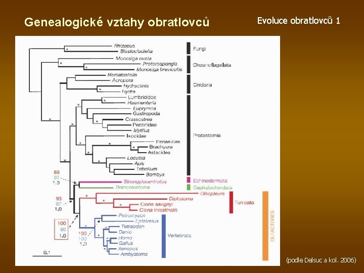 Genealogické vztahy obratlovců Evoluce obratlovců 1 (podle Delsuc a kol. 2006) 