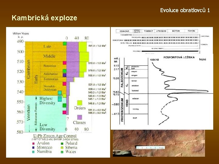 Evoluce obratlovců 1 Kambrická exploze 