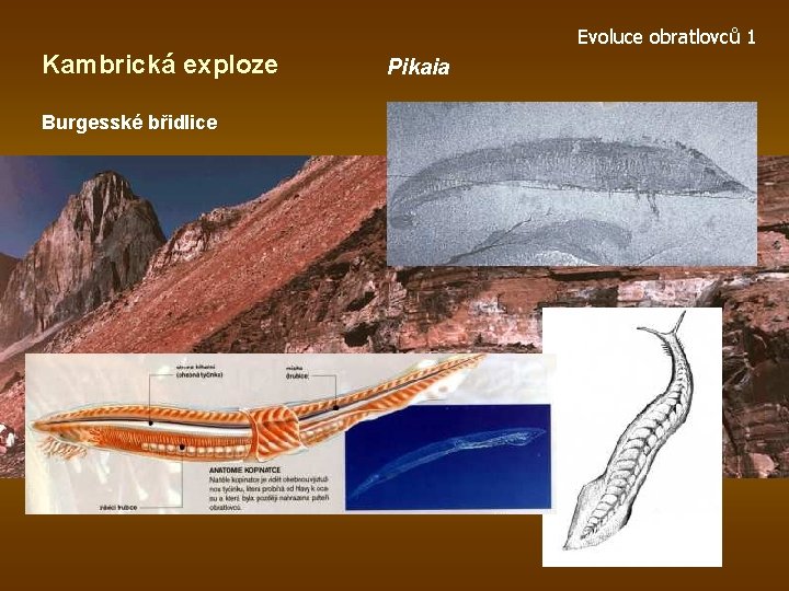 Evoluce obratlovců 1 Kambrická exploze Burgesské břidlice Pikaia 