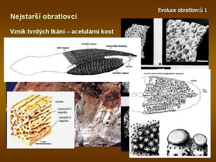 Nejstarší obratlovci Vznik tvrdých tkání – acelulární kost Evoluce obratlovců 1 