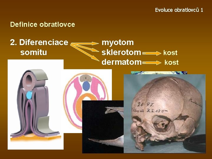 Evoluce obratlovců 1 Definice obratlovce 2. Diferenciace somitu myotom sklerotom dermatom kost 