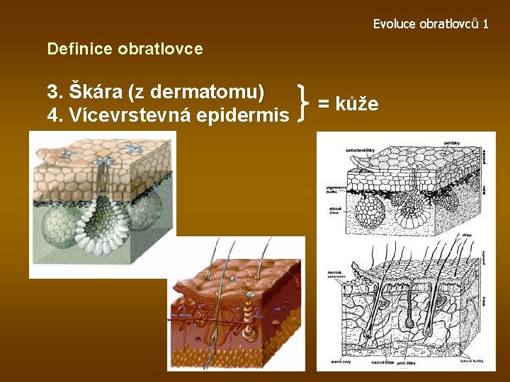 Evoluce obratlovců 1 Definice obratlovce 3. Škára (z dermatomu) 4. Vícevrstevná epidermis = kůže