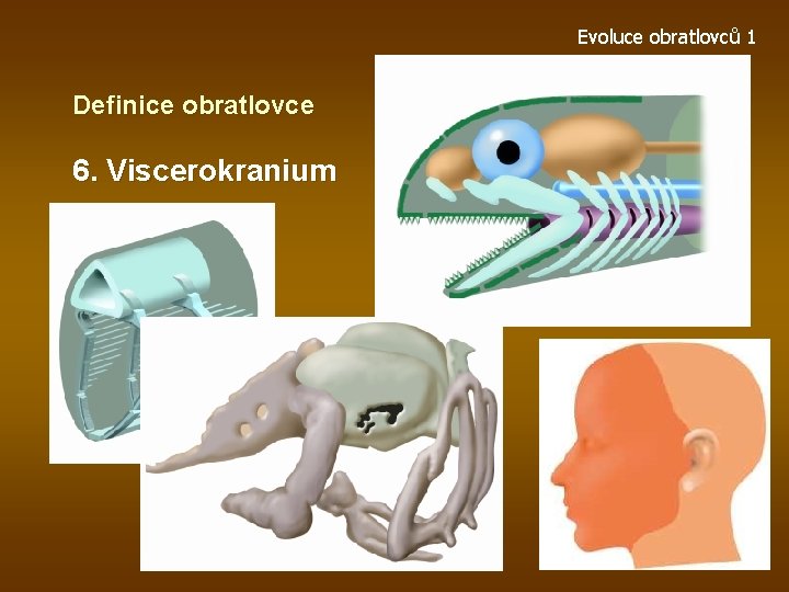 Evoluce obratlovců 1 Definice obratlovce 6. Viscerokranium 