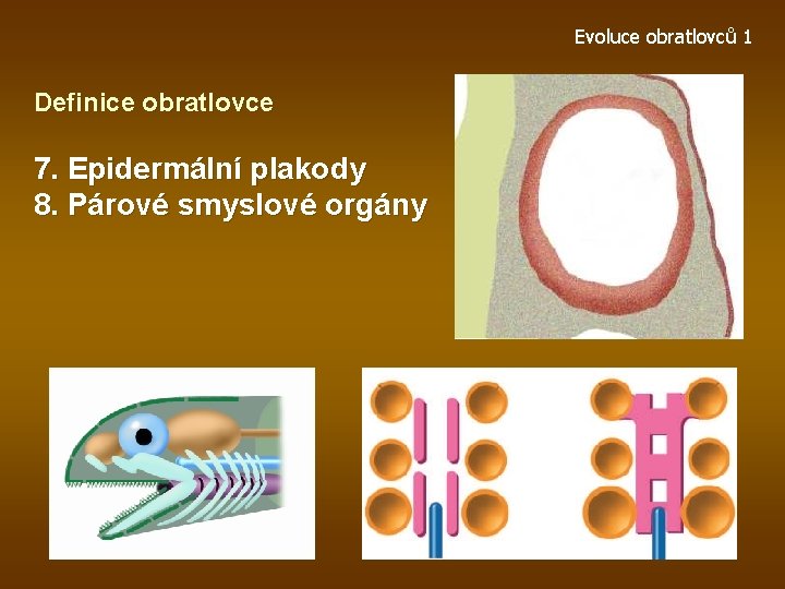 Evoluce obratlovců 1 Definice obratlovce 7. Epidermální plakody 8. Párové smyslové orgány 