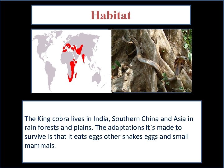Habitat Map showing where your animal lives Picture showing your animal in its habitat.