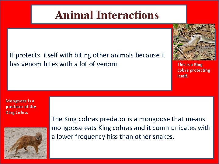 Animal Interactions It protects itself with biting other animals because it has venom bites