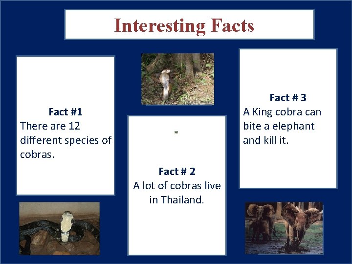 Interesting Facts A pic to accompany fact #2 Fact #1 There are 12 different