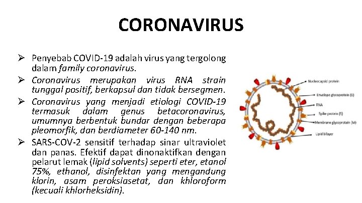 CORONAVIRUS Ø Penyebab COVID-19 adalah virus yang tergolong dalam family coronavirus. Ø Coronavirus merupakan