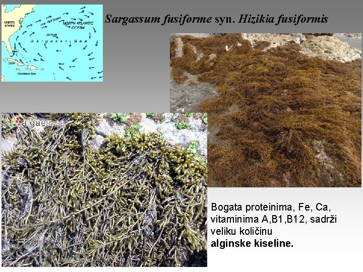 Sargassum fusiforme syn. Hizikia fusiformis Bogata proteinima, Fe, Ca, vitaminima A, B 12, sadrži