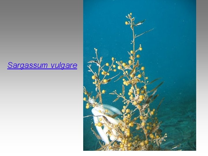 Sargassum vulgare 