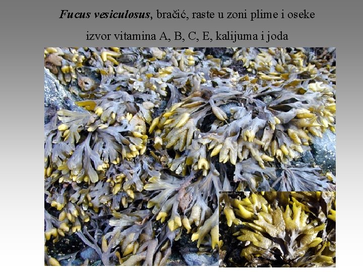 Fucus vesiculosus, bračić, raste u zoni plime i oseke izvor vitamina A, B, C,