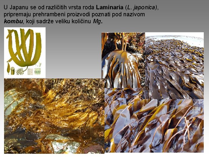 U Japanu se od različitih vrsta roda Laminaria (L. japonica), pripremaju prehrambeni proizvodi poznati