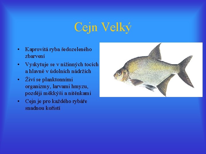 Cejn Velký • Kaprovitá ryba šedozeleného zbarvení • Vyskytuje se v nížinných tocích a