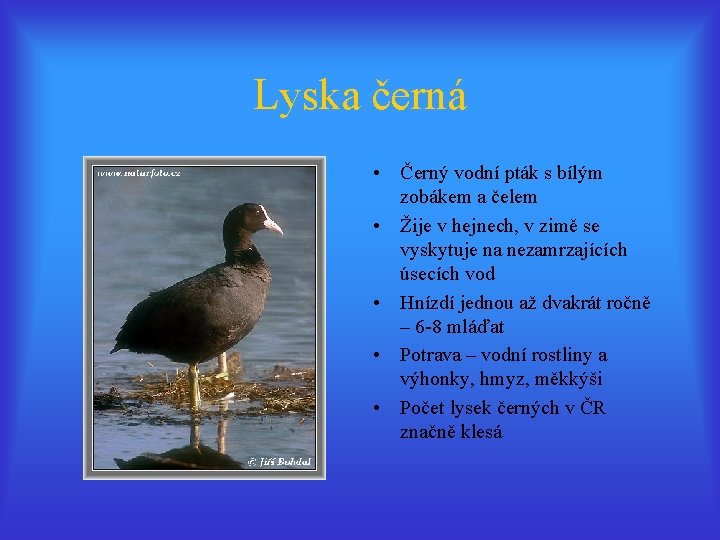 Lyska černá • Černý vodní pták s bílým zobákem a čelem • Žije v