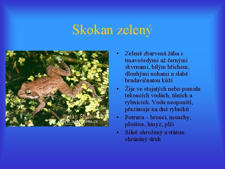 Skokan zelený • Zeleně zbarvená žába s tmavošedými až černými skvrnami, bílým břichem, dlouhými