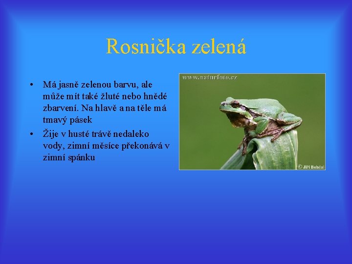 Rosnička zelená • Má jasně zelenou barvu, ale může mít také žluté nebo hnědé