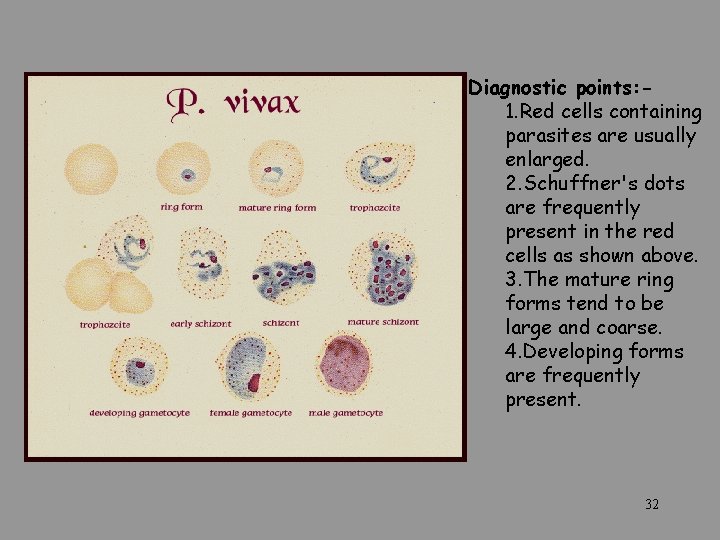  Diagnostic points: - 1. Red cells containing parasites are usually enlarged. 2. Schuffner's