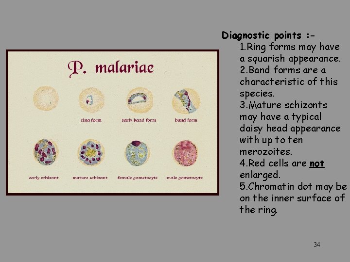  Diagnostic points : - 1. Ring forms may have a squarish appearance. 2.