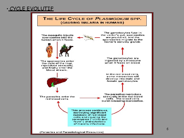  • CYCLE EVOLUTIF 6 