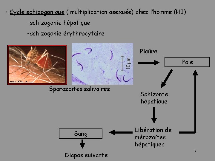  • Cycle schizogonique ( multiplication asexuée) chez l’homme (HI) -schizogonie hépatique -schizogonie érythrocytaire