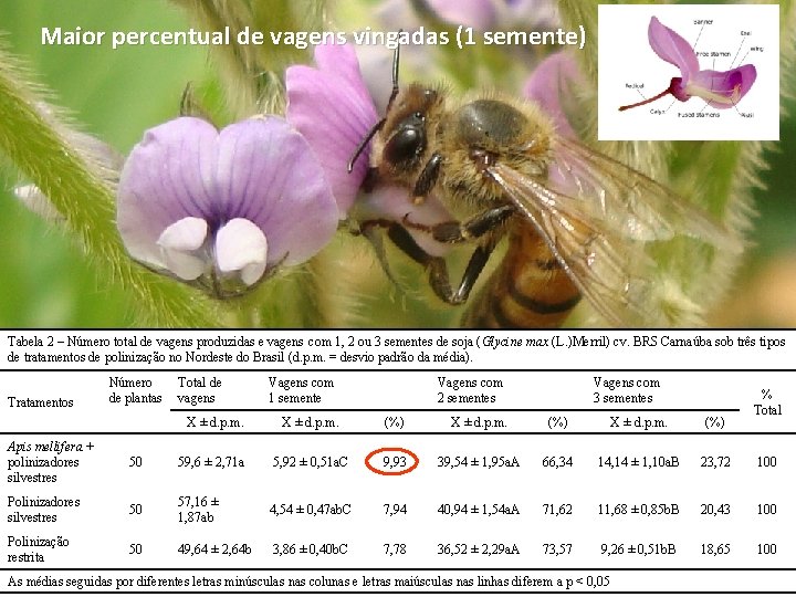 Maior percentual de vagens vingadas (1 semente) Tabela 2 – Número total de vagens