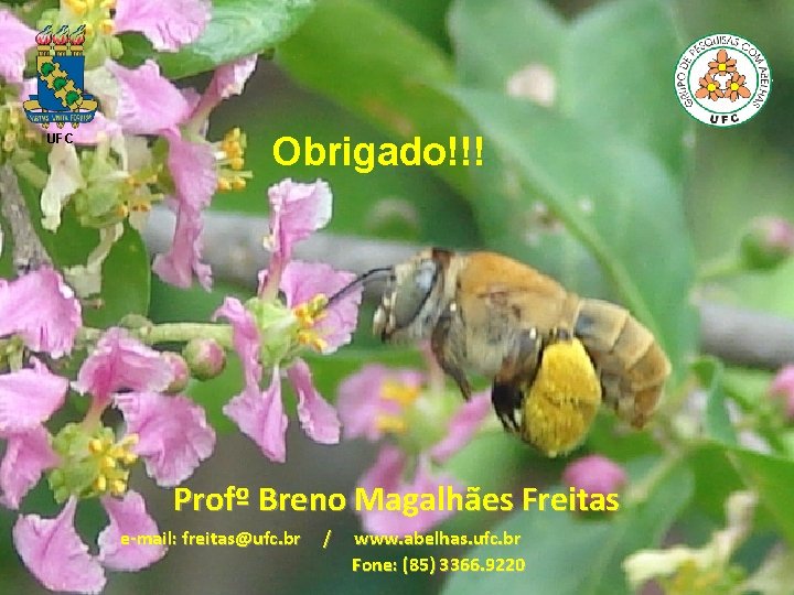 UFC Obrigado!!! Profº Breno Magalhães Freitas e-mail: freitas@ufc. br / www. abelhas. ufc. br