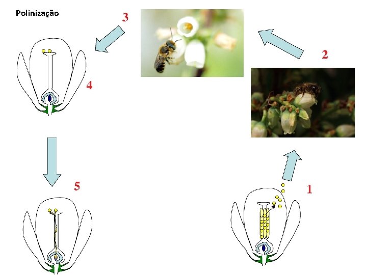 Polinização 