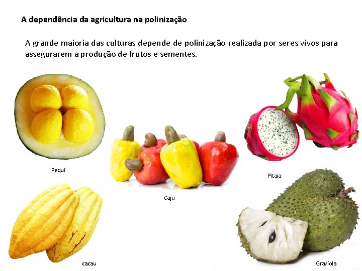 A dependência da agricultura na polinização A grande maioria das culturas depende de polinização