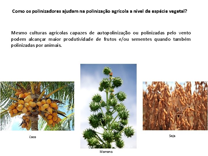 Como os polinizadores ajudam na polinização agrícola a nível de espécie vegetal? Mesmo culturas