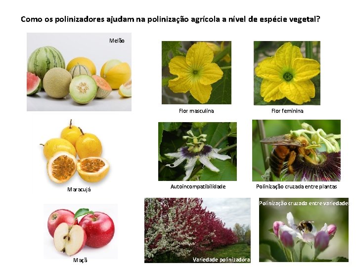 Como os polinizadores ajudam na polinização agrícola a nível de espécie vegetal? Melão Flor