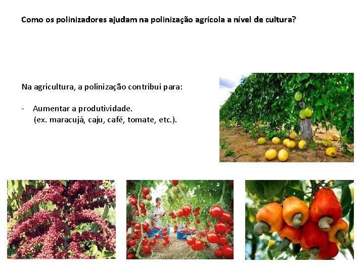 Como os polinizadores ajudam na polinização agrícola a nível de cultura? Na agricultura, a