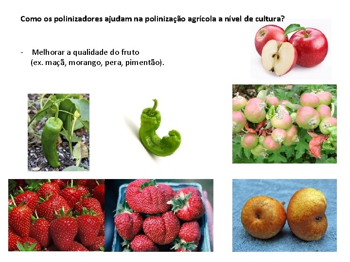 Como os polinizadores ajudam na polinização agrícola a nível de cultura? - Melhorar a