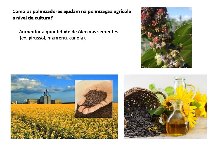 Como os polinizadores ajudam na polinização agrícola a nível de cultura? - Aumentar a