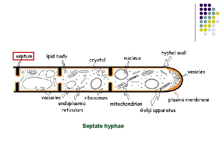 Septate hyphae 