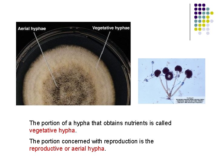 The portion of a hypha that obtains nutrients is called vegetative hypha. The portion