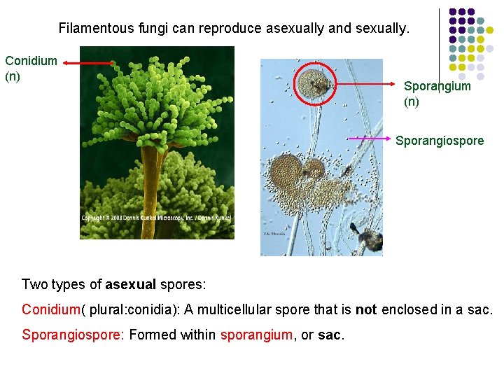  Filamentous fungi can reproduce asexually and sexually. Conidium (n) Sporangiospore Two types of