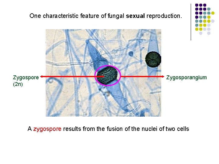One characteristic feature of fungal sexual reproduction. Zygospore (2 n) Zygosporangium A zygospore results