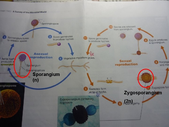 Sporangium (n) Zygosporangium (2 n) 