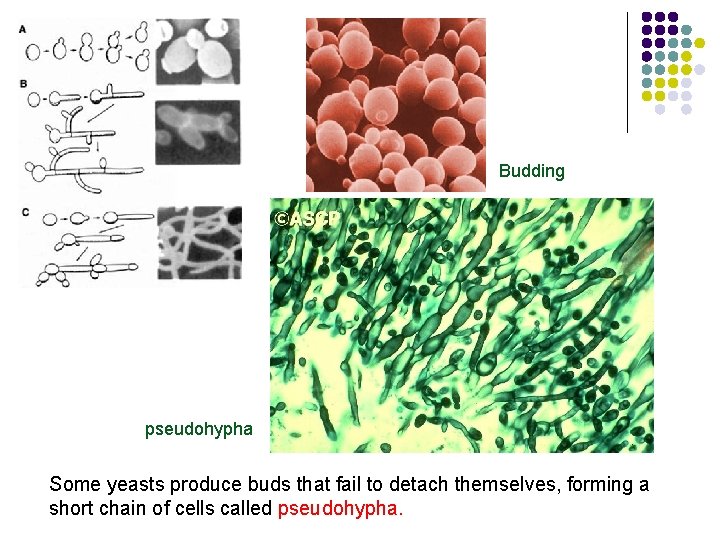 Budding pseudohypha Some yeasts produce buds that fail to detach themselves, forming a short