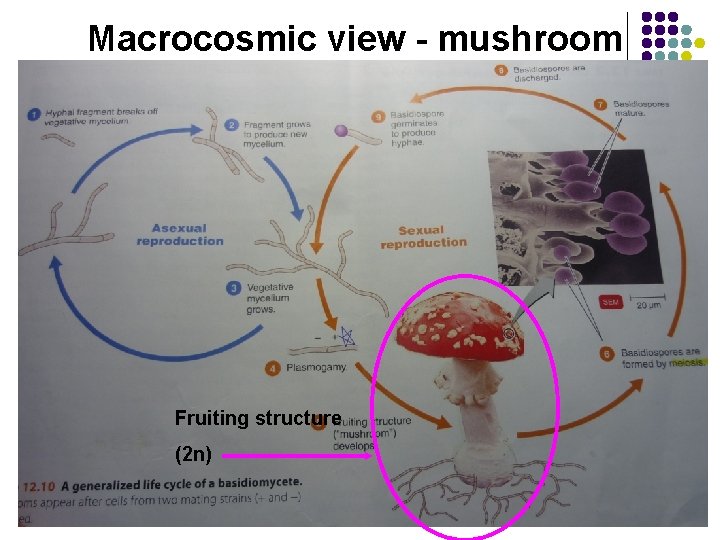 Macrocosmic view - mushroom Fruiting structure (2 n) 