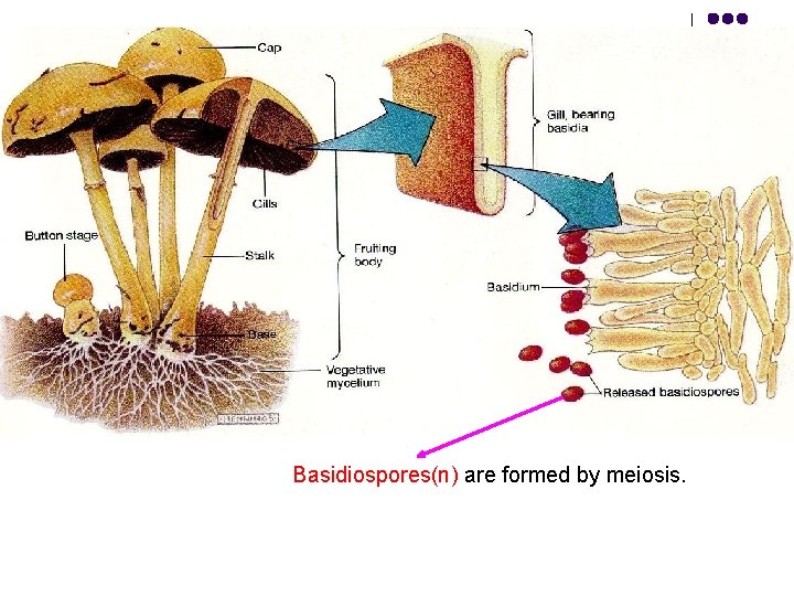 Basidiospores(n) are formed by meiosis. 