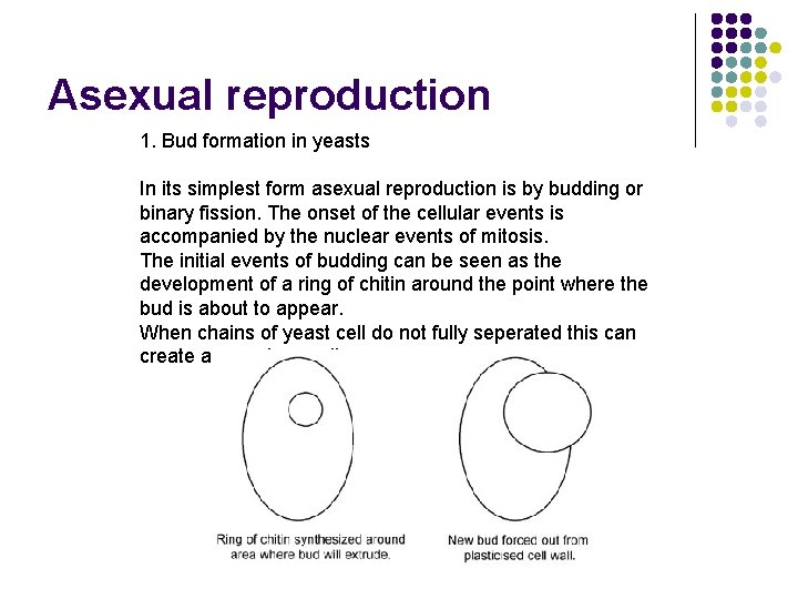 Asexual reproduction 1. Bud formation in yeasts In its simplest form asexual reproduction is