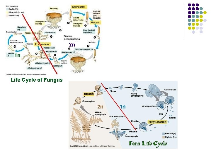 2 n 1 n Life Cycle of Fungus 