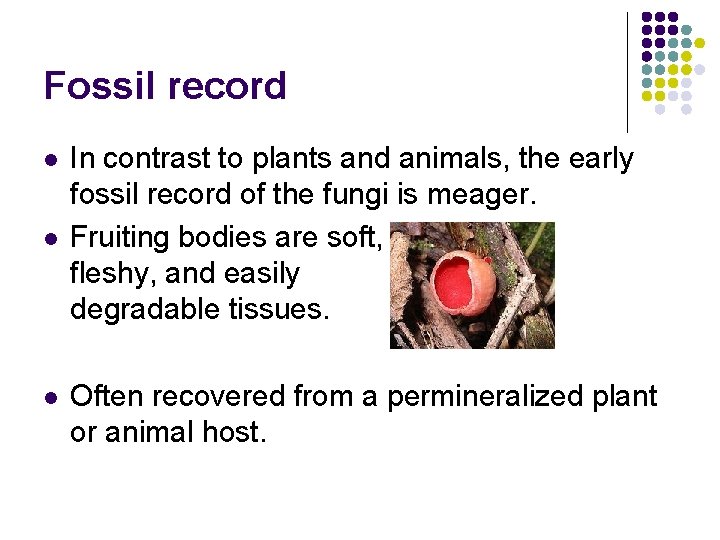 Fossil record l l l In contrast to plants and animals, the early fossil