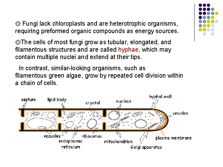 ◎ Fungi lack chloroplasts and are heterotrophic organisms, requiring preformed organic compounds as energy