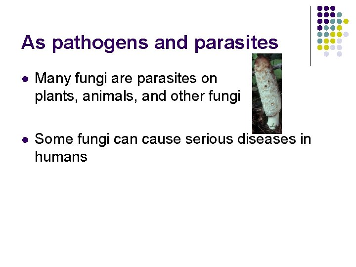 As pathogens and parasites l Many fungi are parasites on plants, animals, and other