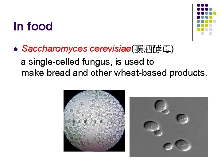 In food Saccharomyces cerevisiae(釀酒酵母) a single-celled fungus, is used to make bread and other